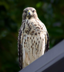 baby redtail hawk