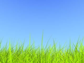 Fototapeta na wymiar świeże zielona trawa na niebieskim tle nieba słoneczny