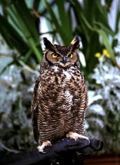 great horned owl