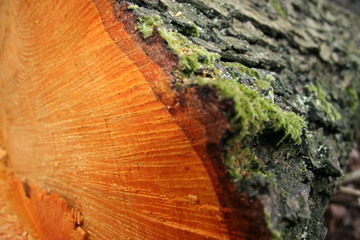 der wald stirbt 2