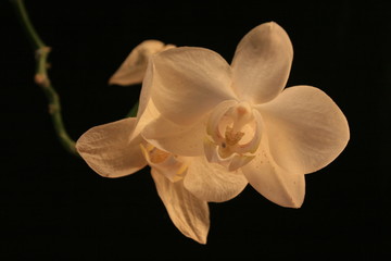 orchidee