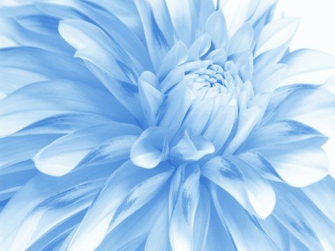 Fototapeta soft blue floral background for card