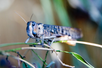locust