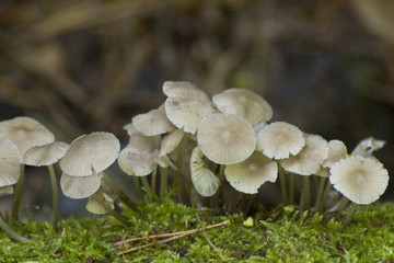 a lot of little mushroom