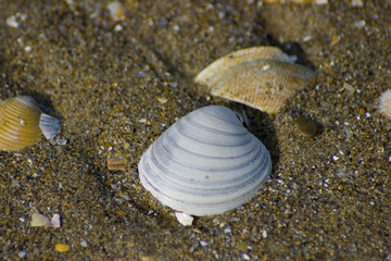 Fototapeta na wymiar seashells