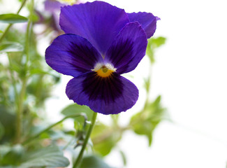 blooming viola