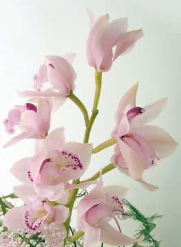 twig of pink orchid with flowers