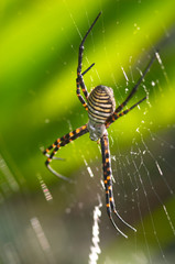 araña (argiope bruennichi)