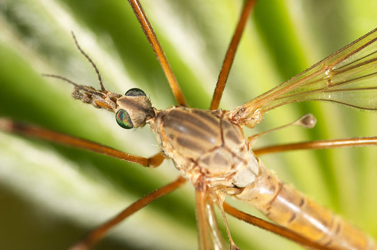 t&iacute;pula ( tipula maxima )
