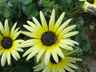 flower with insect