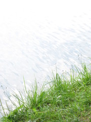 green grass and water