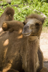 bactrian camel