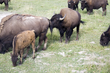 bison in yellowstone national park