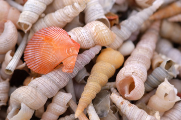 shell and snail on the beach