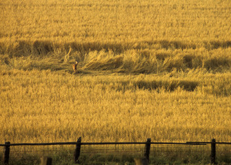 reh im kornfeld