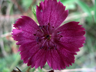 fiore viola