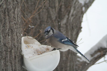 bluejay