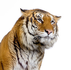 close-up d'un tigre