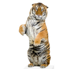 tigre debout sur ses pattes arrières