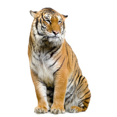 Fototapeta na wymiar Tiger siedzi na jego podstawie