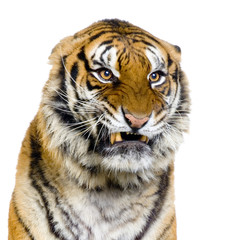 Naklejka premium close-up d'un tigre agressif
