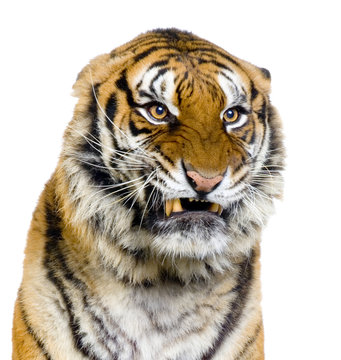 close-up d'un tigre agressif