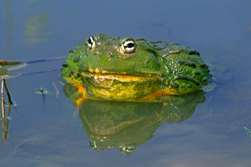african giant bullfrog