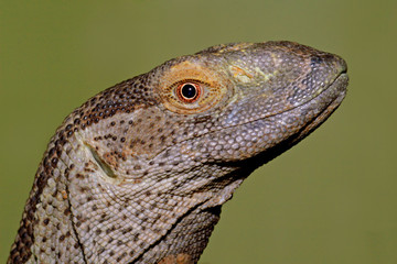 rock monitor