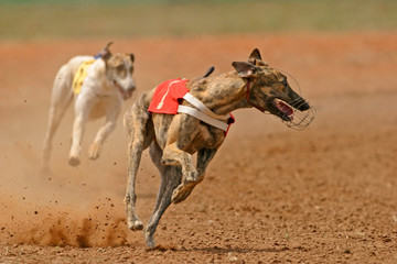 sprinting greyhound
