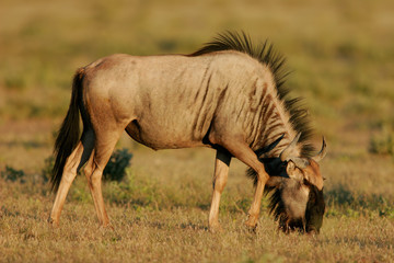 young blue wildebeest