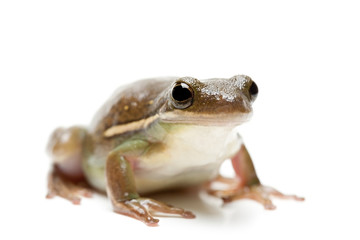 frog