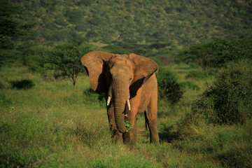 elephant with ears flapping