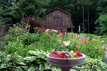 daylily garden