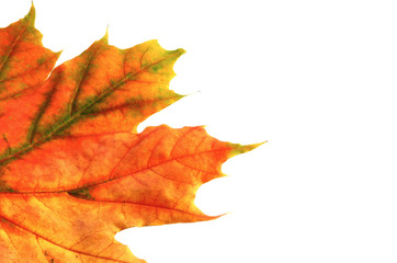 fall leaf with white copy space