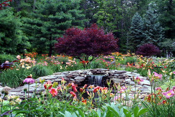 daylily pond