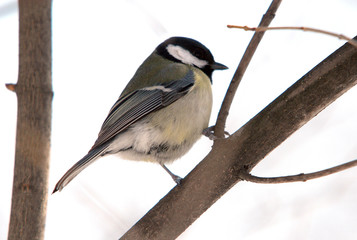 titmouse