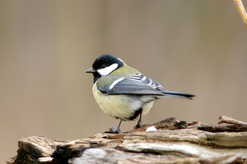 titmouse