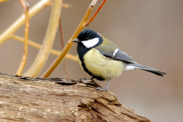 titmouse