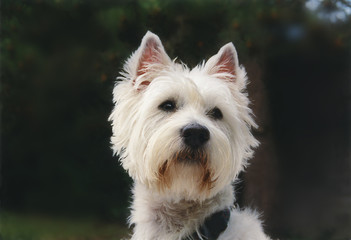 westie - terrier
