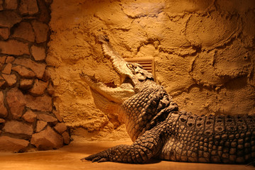 crocodile dans un terrarium