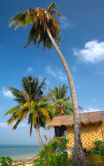 in the tropic