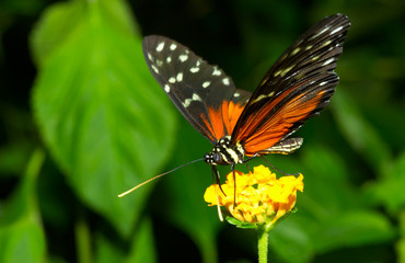  beautiful butterfly