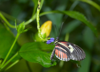  beautiful butterfly