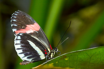  beautiful butterfly