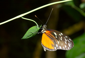  beautiful butterfly