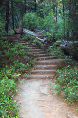 forest trail