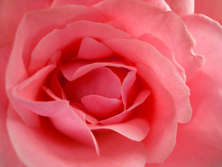 beauty pink rose