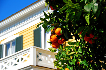 historic home by orange tree