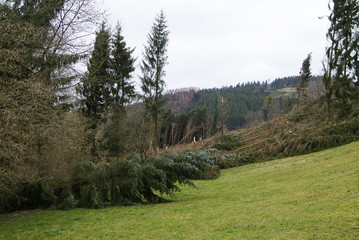 sturm, sturmschaden, wald, baum, umgeknickt, klima