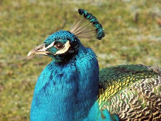 pfau